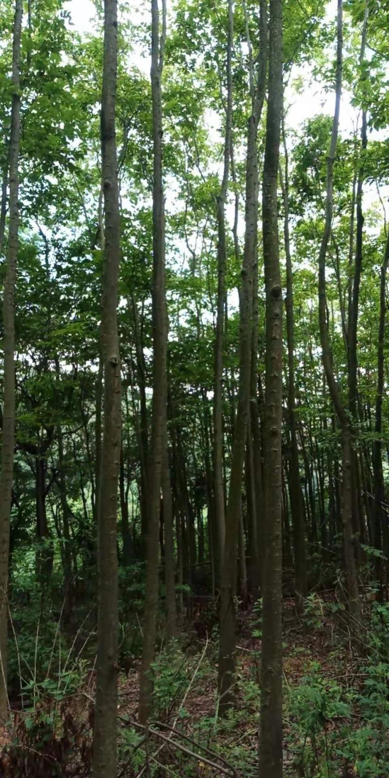 米径5-10公分精品电杆朴树，数量多多，基地直供