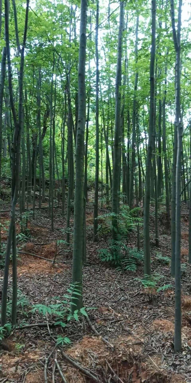 米径5-10公分精品电杆朴树，数量多多，基地直供