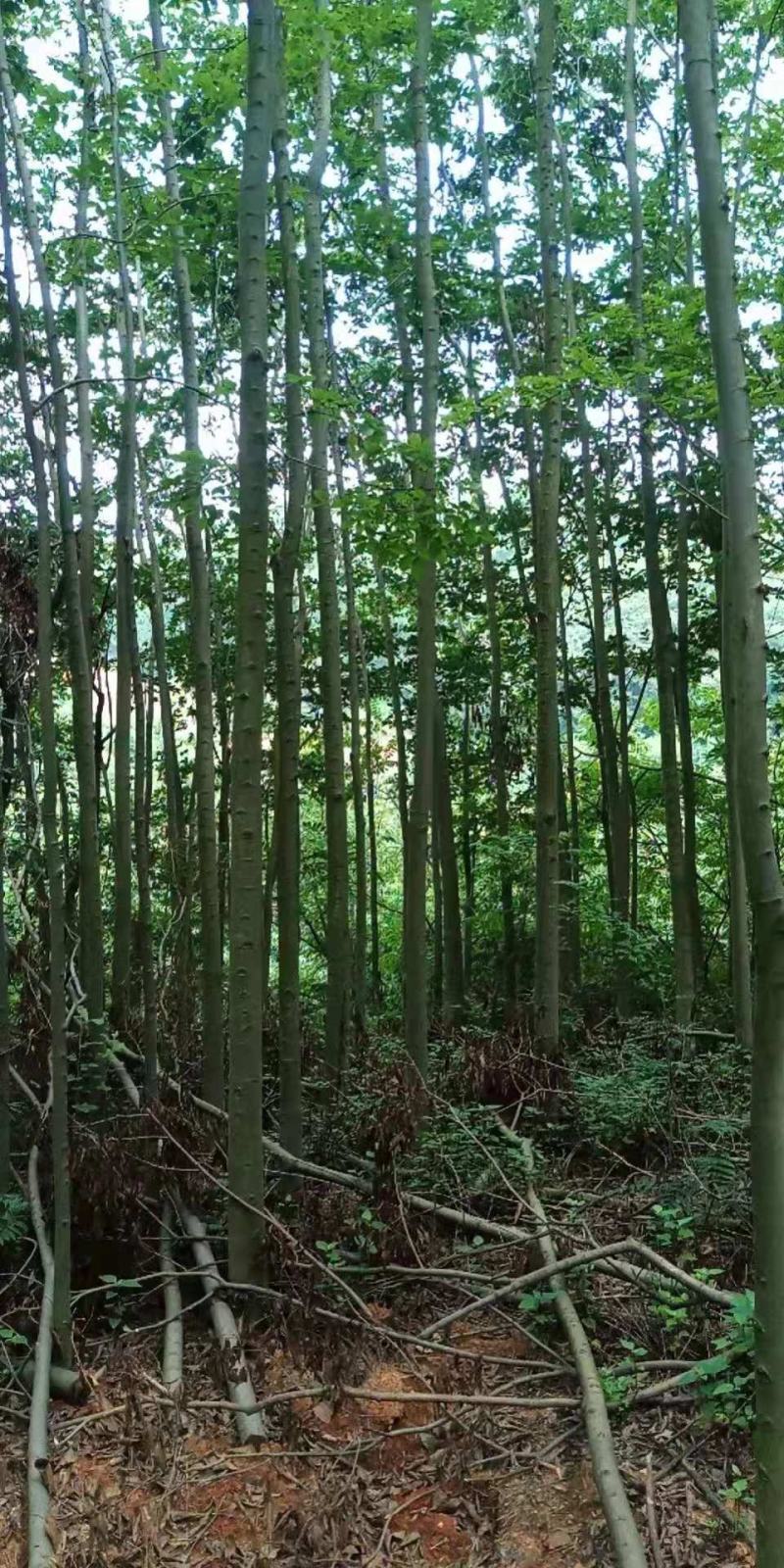 米径5-10公分精品电杆朴树，数量多多，基地直供