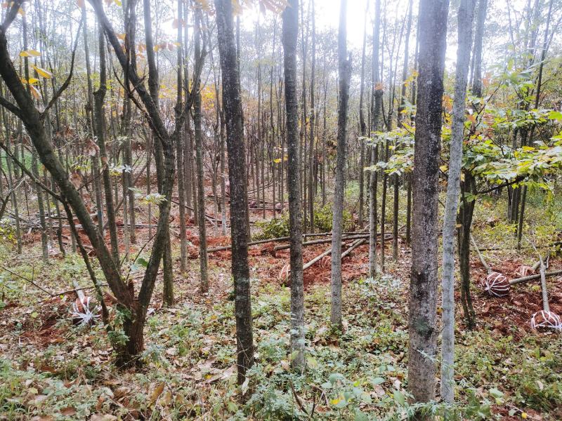 米径5-10公分精品电杆朴树，数量多多，基地直供
