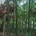 米径5-10公分精品电杆朴树，数量多多，基地直供