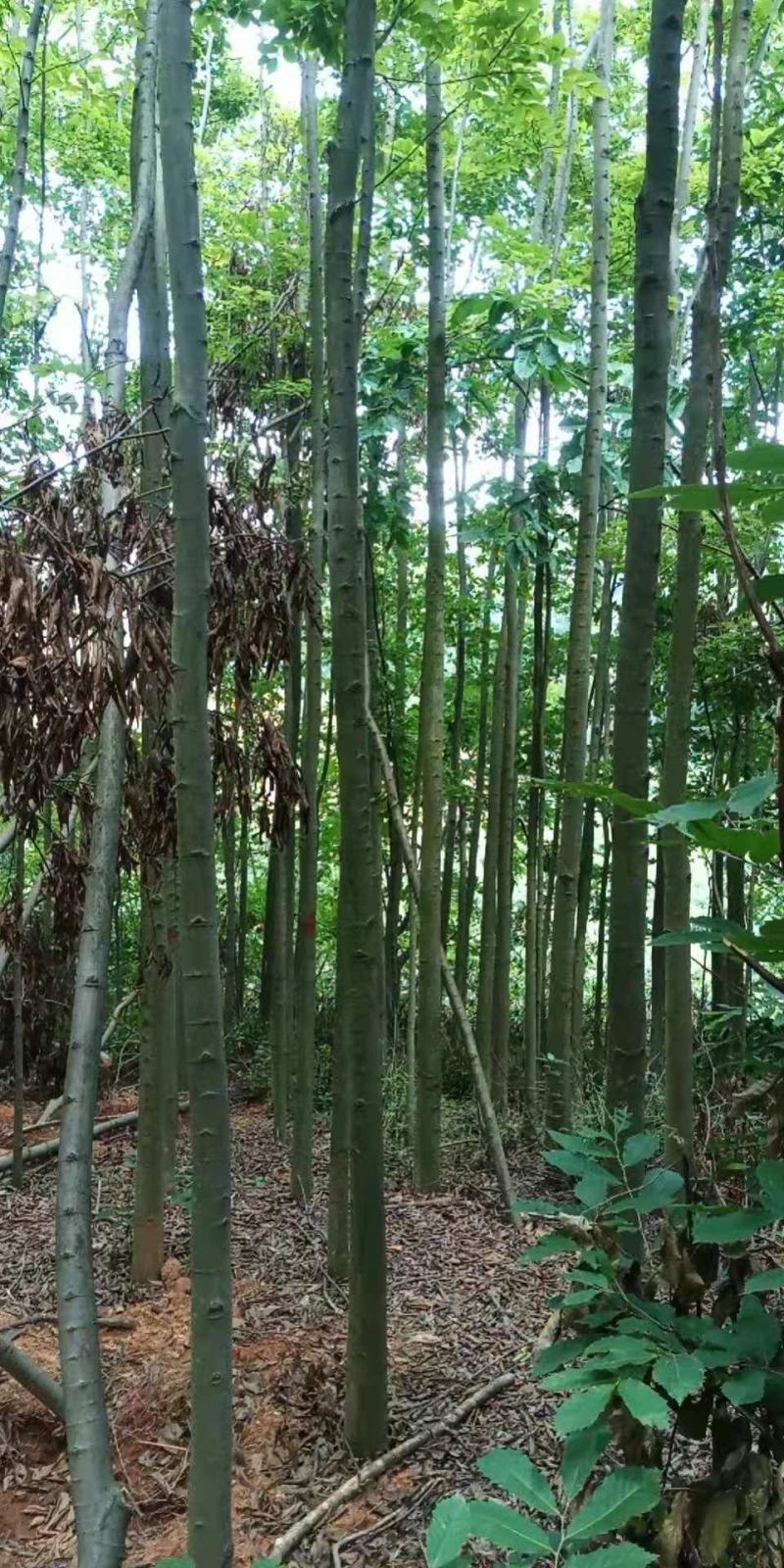 米径5-10公分精品电杆朴树，数量多多，基地直供