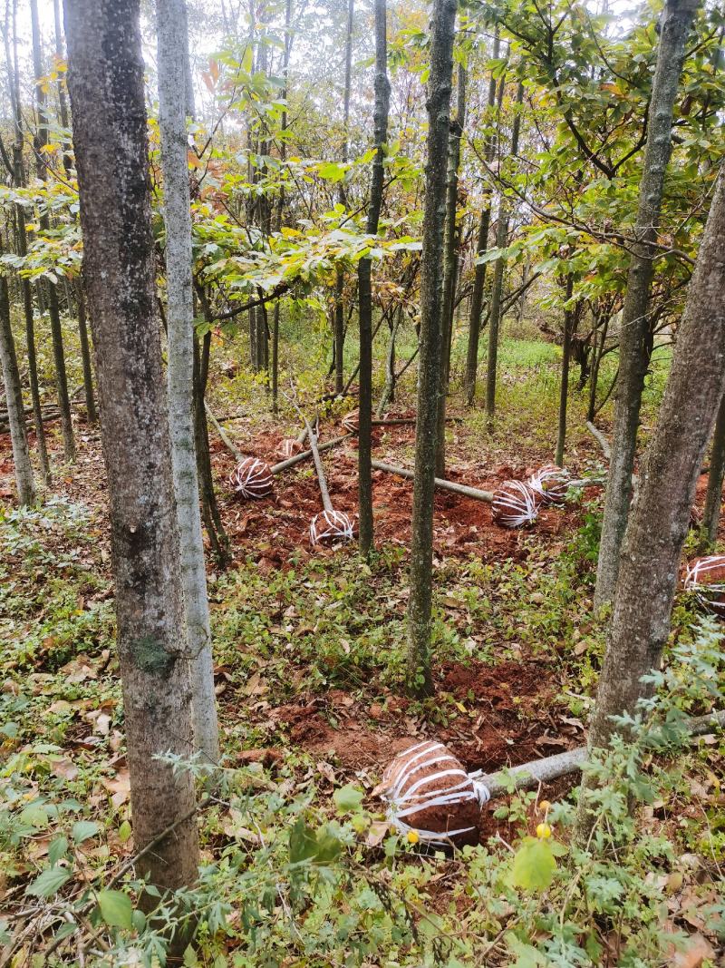 米径5-10公分精品电杆朴树，数量多多，基地直供