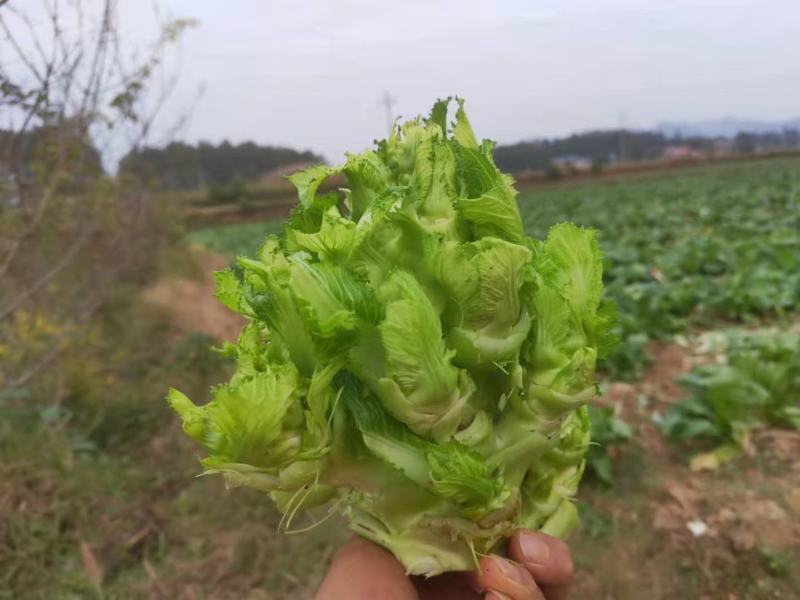 贵州儿菜基地一手货源大量优先需要的联系批发代办全国发货