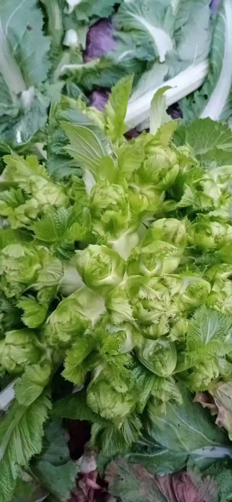 贵州儿菜基地一手货源大量优先需要的联系批发代办全国发货