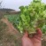 贵州儿菜基地一手货源大量优先需要的联系批发代办全国发货