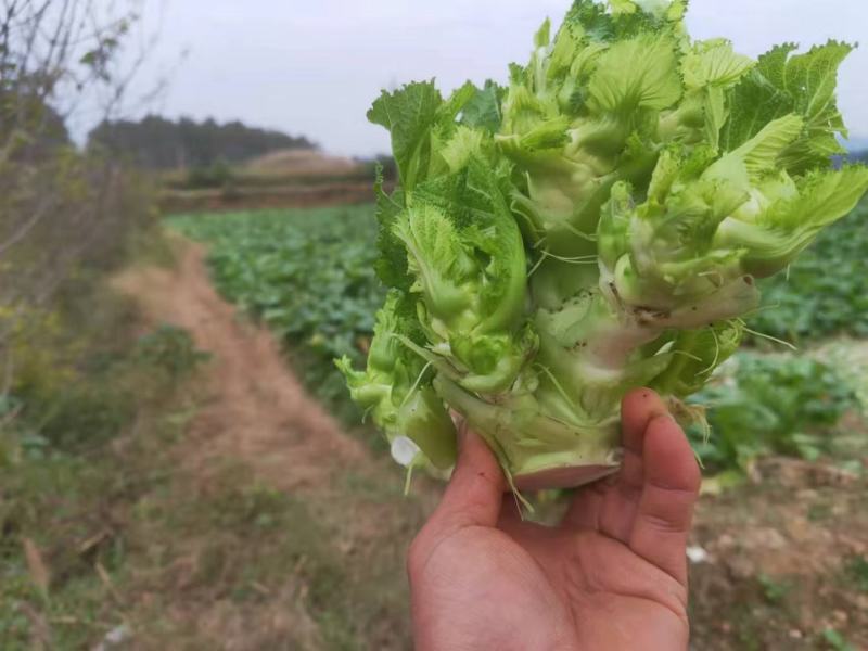 贵州儿菜基地一手货源大量优先需要的联系批发代办全国发货