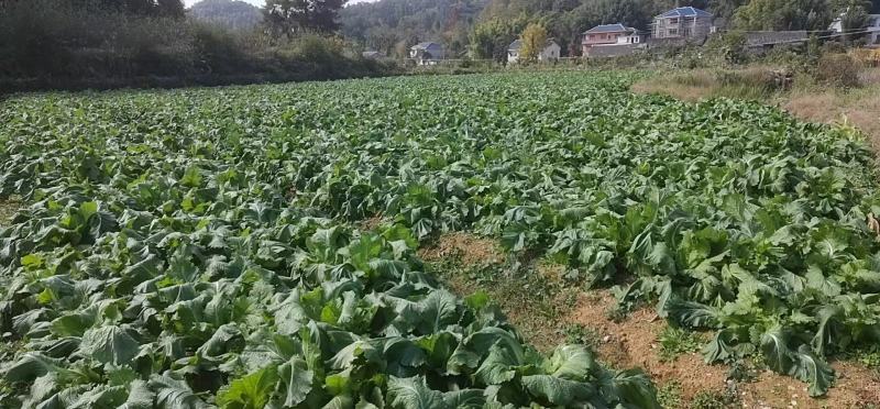 贵州儿菜基地一手货源大量优先需要的联系批发代办全国发货