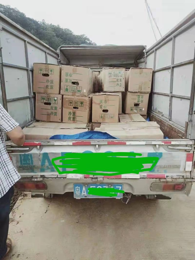 黄龙果苗，麒麟果苗，枝条苗燕窝果苗燕窝火龙果苗