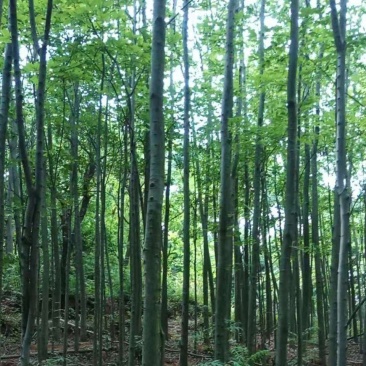 米径5-10公分精品电杆朴树，数量多多，基地直供