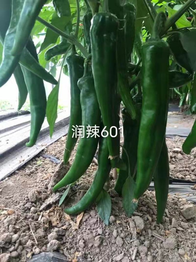 润辣601牛角椒种子原装中早熟杂交品种种子