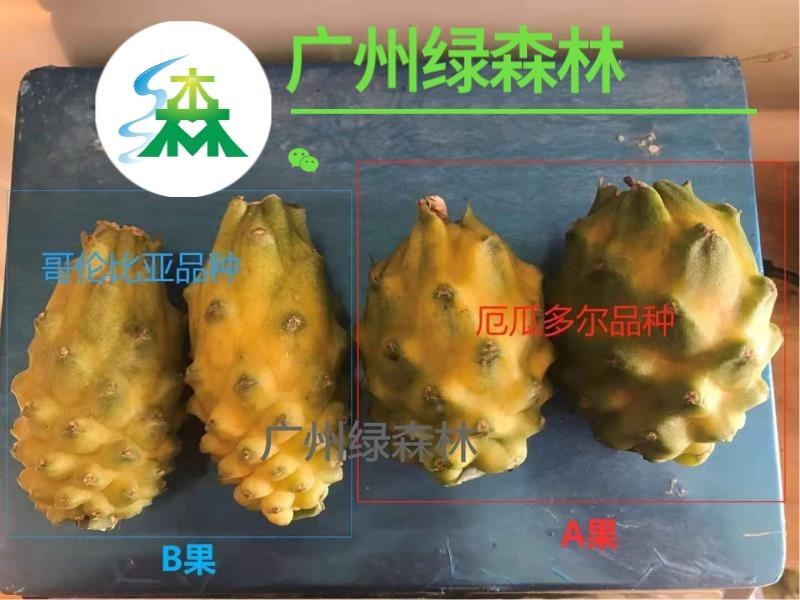 燕窝火龙果厄瓜多尔燕窝果黄色火龙果礼盒装