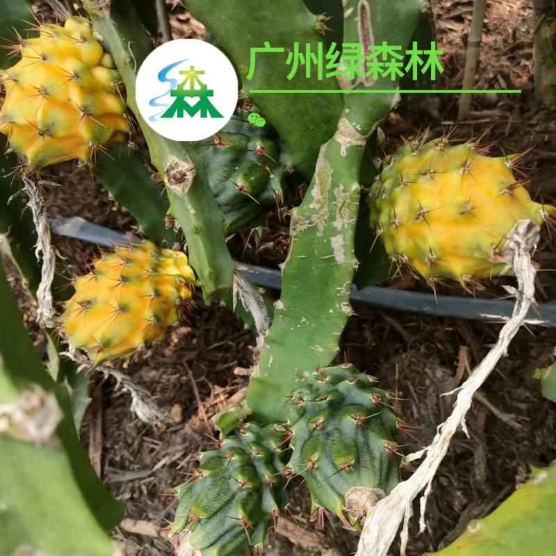燕窝火龙果厄瓜多尔燕窝果黄色火龙果礼盒装