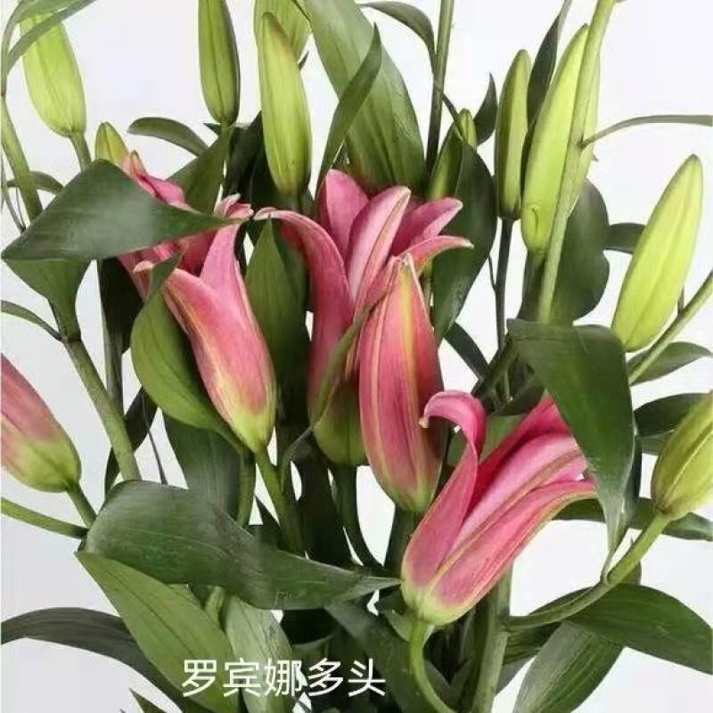 云南昆明鲜切百合花，罗宾娜百合花，产地直发