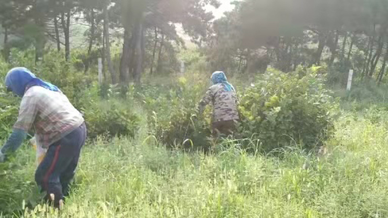 铁岭120亩山地榛子园出售，1年5000元