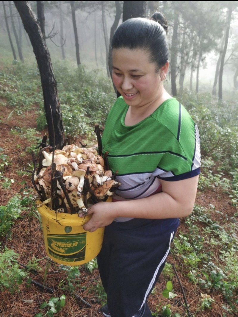 铁岭120亩山地榛子园出售，1年5000元