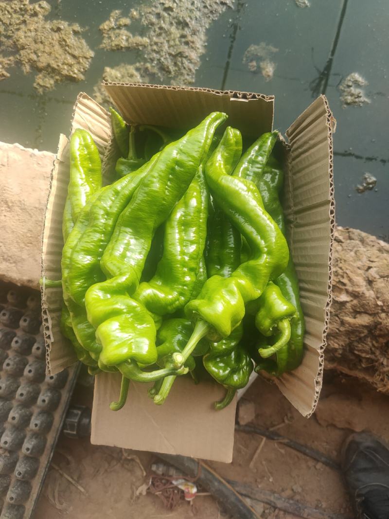 螺丝椒大量上市产地直供质量保证欢迎各地老板前来采购