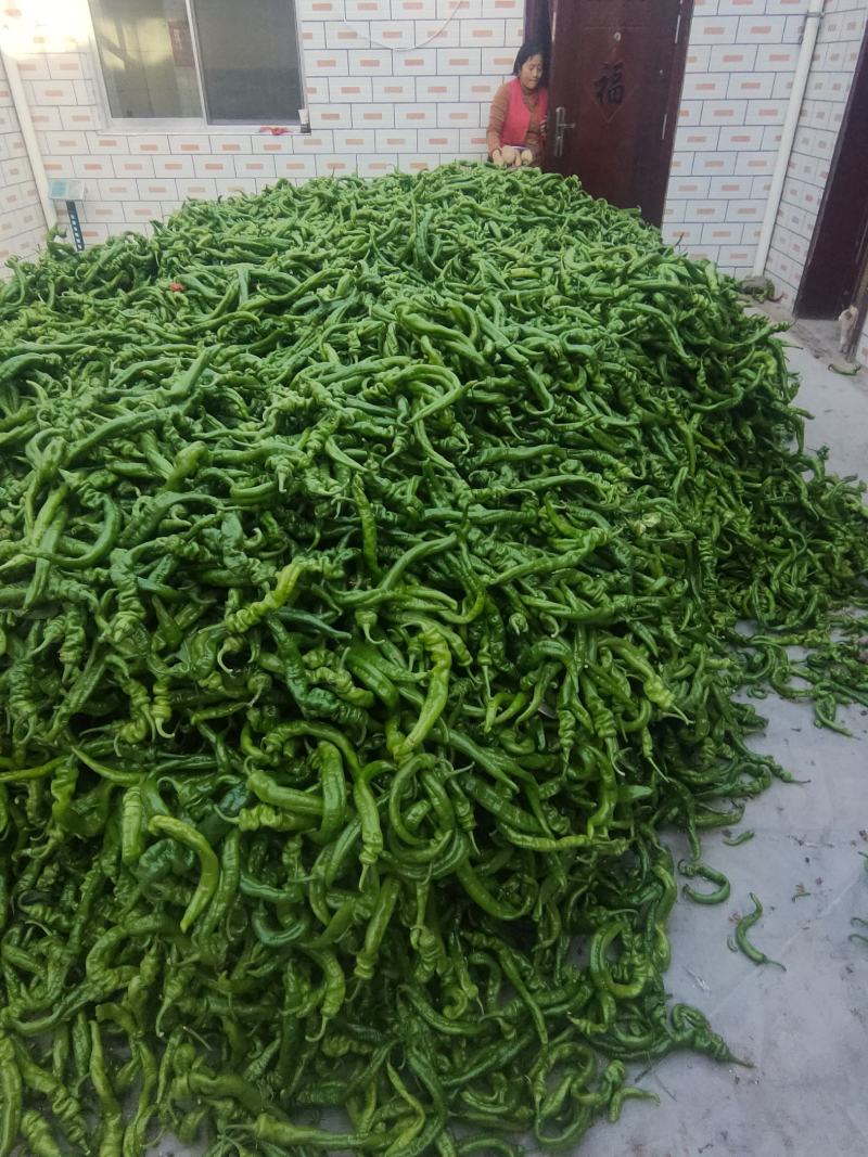 螺丝椒大量上市产地直供质量保证欢迎各地老板前来采购