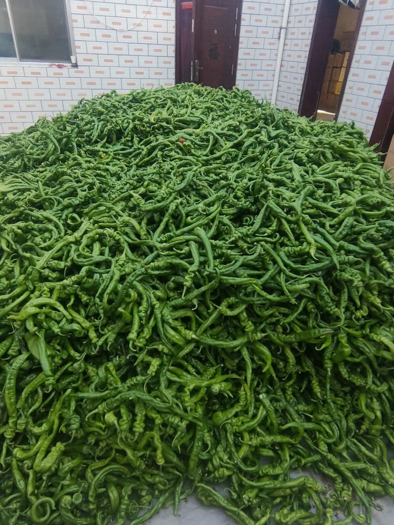 螺丝椒大量上市产地直供质量保证欢迎各地老板前来采购