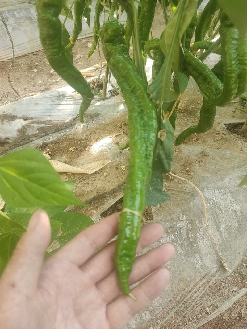 螺丝椒大量上市产地直供质量保证欢迎各地老板前来采购