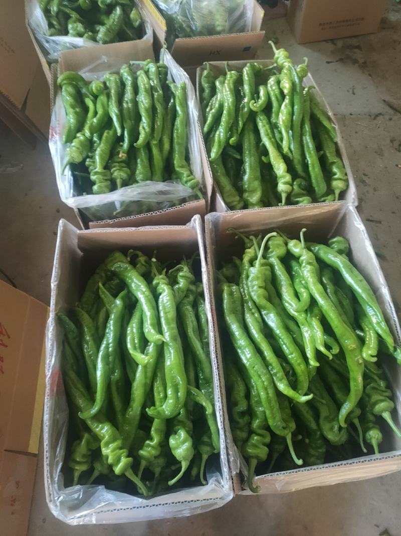 螺丝椒大量上市产地直供质量保证欢迎各地老板前来采购