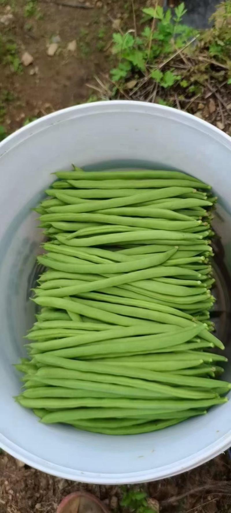 【热】四季豆，精品云南小金豆，四季豆，基地直发大量现货