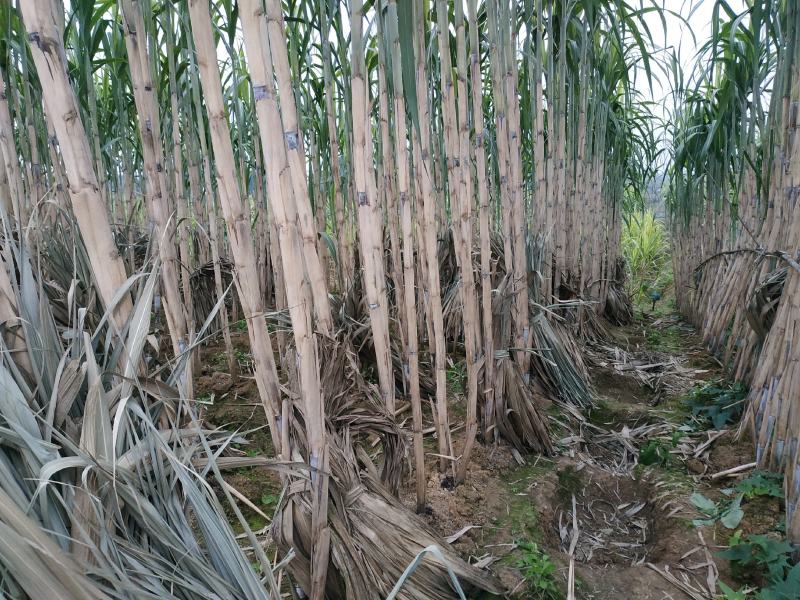 成都本地甘蔗热卖中，欢迎新老顾客前来选购