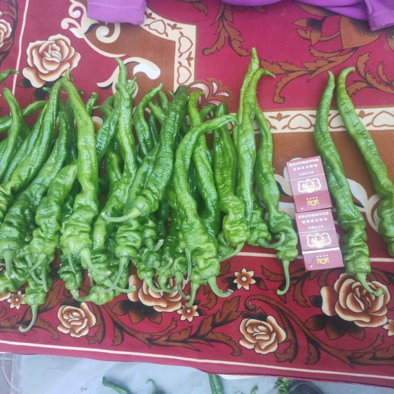 螺丝椒大量上市产地直供质量保证欢迎各地老板前来采购