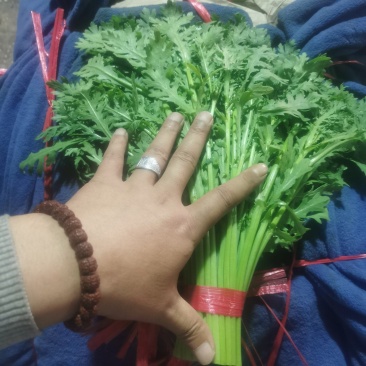 寿光光杆茼蒿皇帝菜蒿子杆大量上市中。