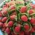 【量大价优】四川凉山99奶油草莓，天然成熟，质量好，欢迎批发