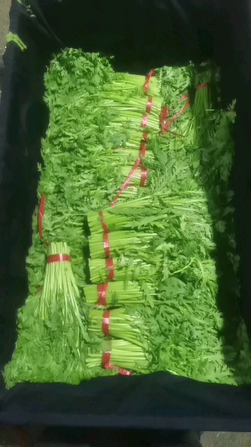 寿光光杆茼蒿皇帝菜蒿子杆大量上市中。
