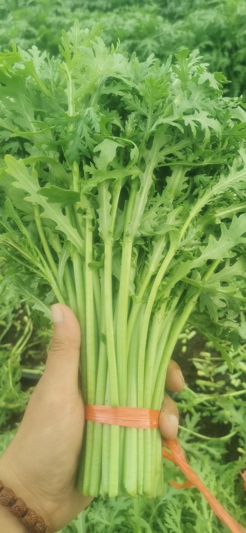 寿光光杆茼蒿皇帝菜蒿子杆大量上市中。