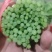 寿光光杆茼蒿皇帝菜蒿子杆大量上市中。