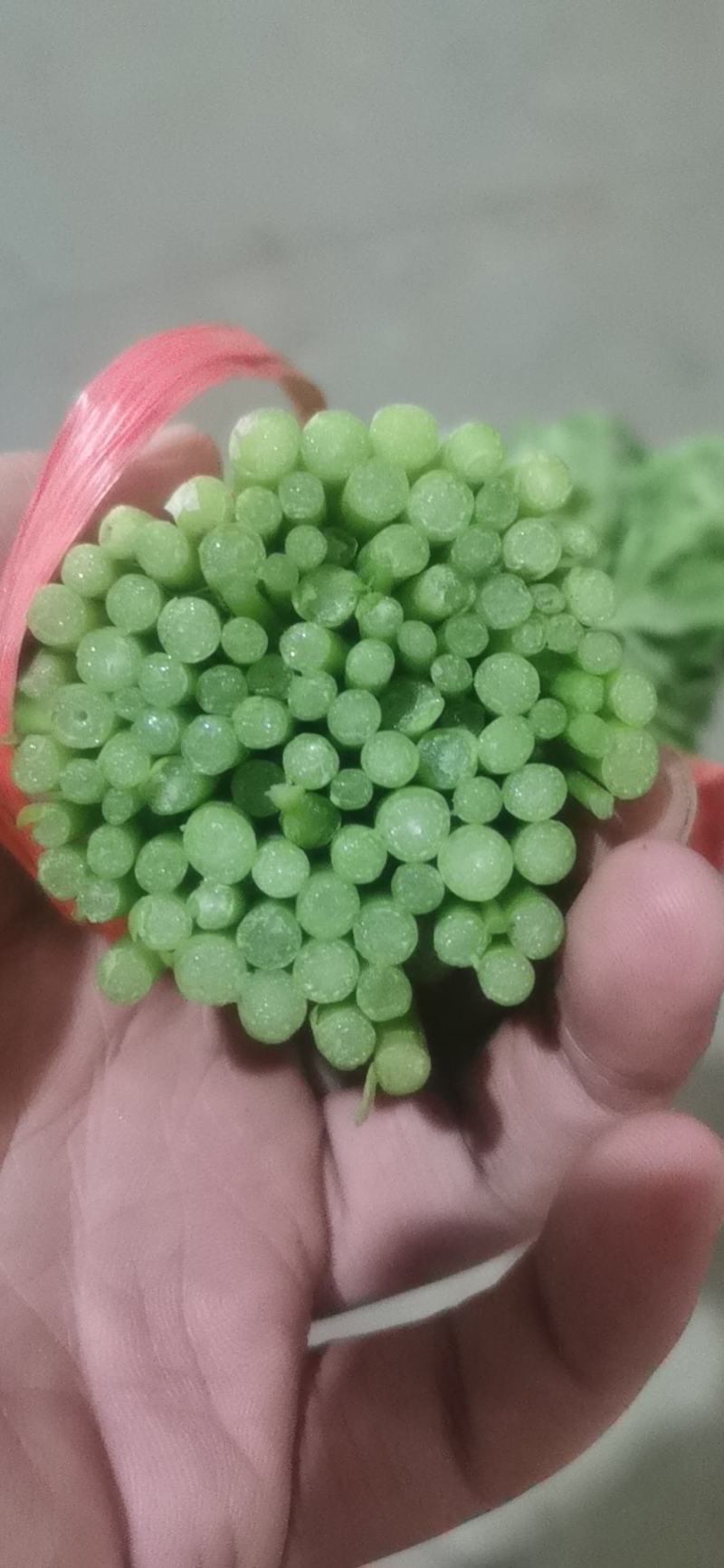 寿光光杆茼蒿皇帝菜蒿子杆大量上市中。