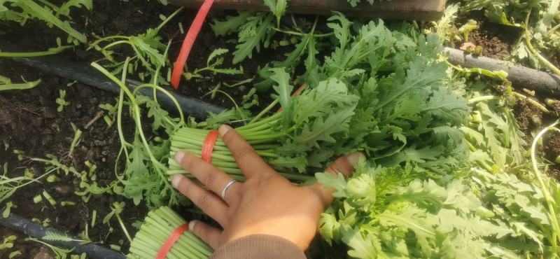 寿光光杆茼蒿皇帝菜蒿子杆大量上市中。
