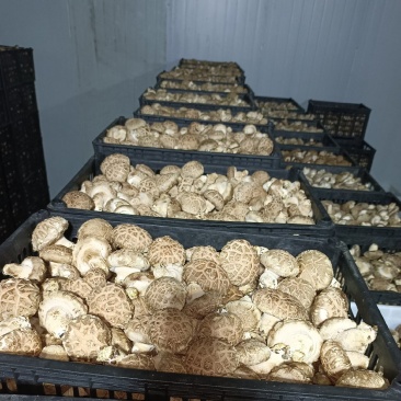 鲜香菇