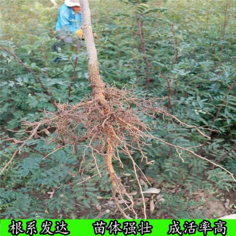 大红袍花椒苗保真签约发苗提供技术指导