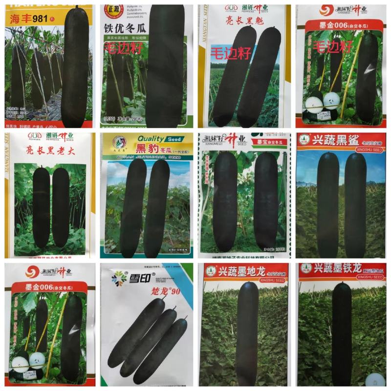 精品冬瓜种子墨地龙,墨铁龙，黑鲨,墨宝,,银狐等
