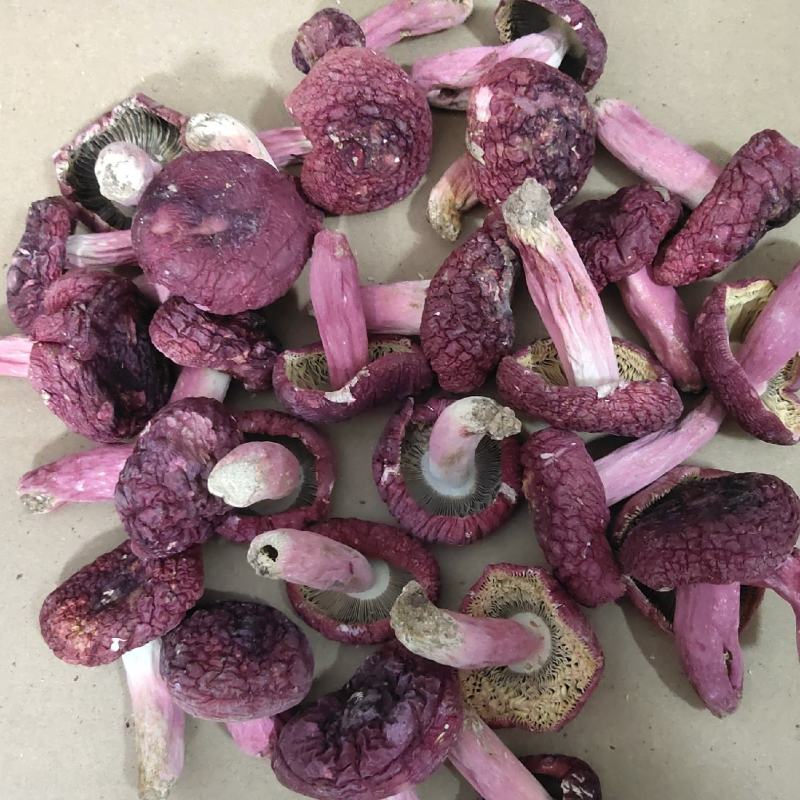 精品优质野生红菇批发零售皆可，可视频看货全国发货