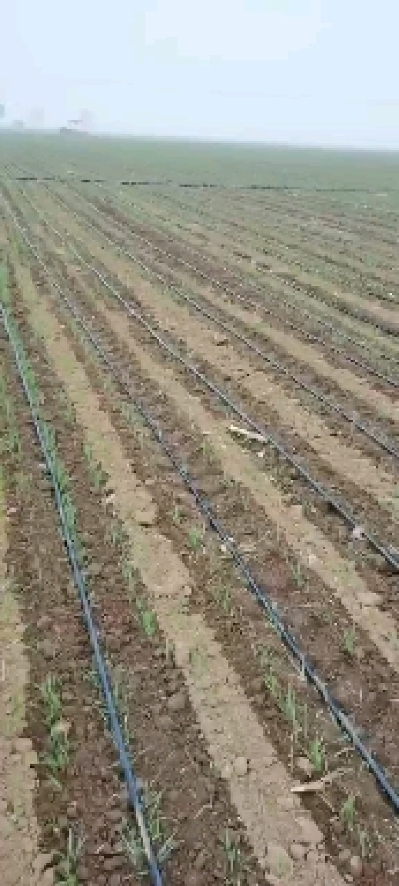 侧翼迷宫式滴灌带