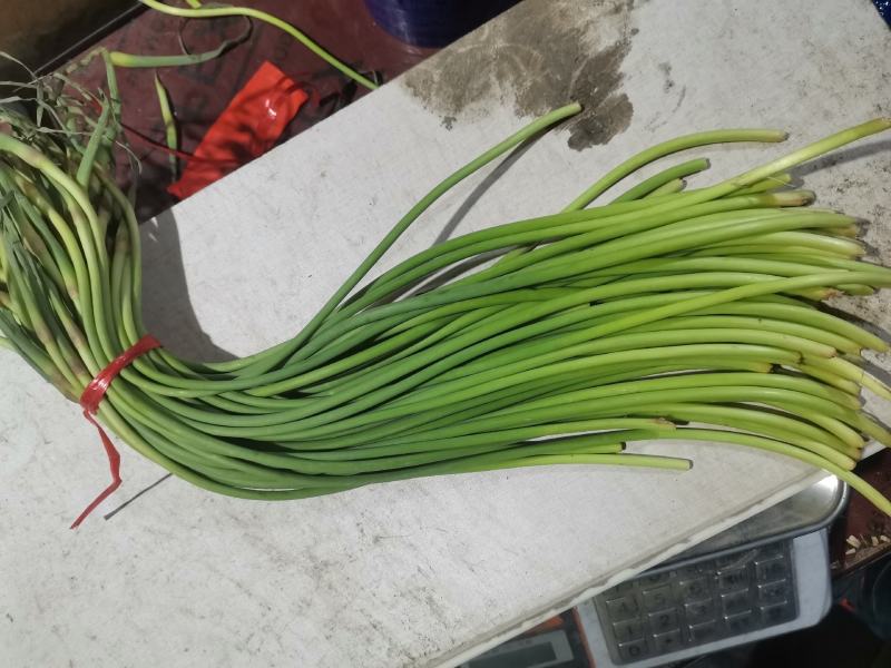 金乡冷库供应红帽蒜苔杂交蒜苔，精品，原包。