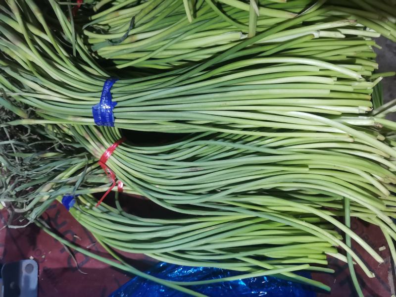 金乡冷库供应红帽蒜苔杂交蒜苔，精品，原包。