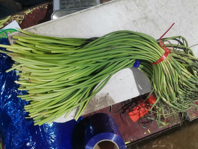 金乡冷库供应红帽蒜苔杂交蒜苔，精品，原包。