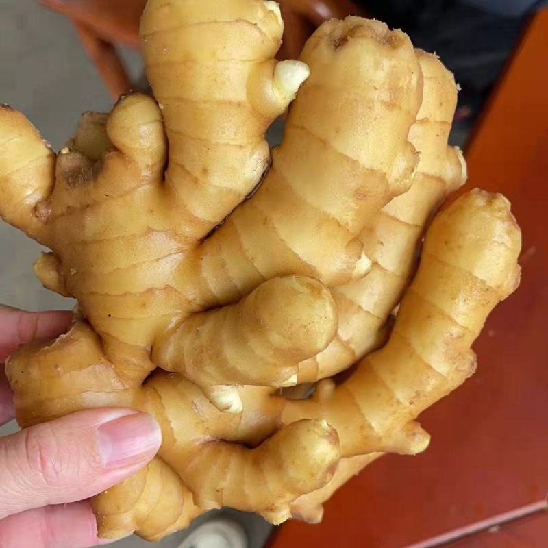 山东优质生姜，常n年有货，货源充足，一手货源