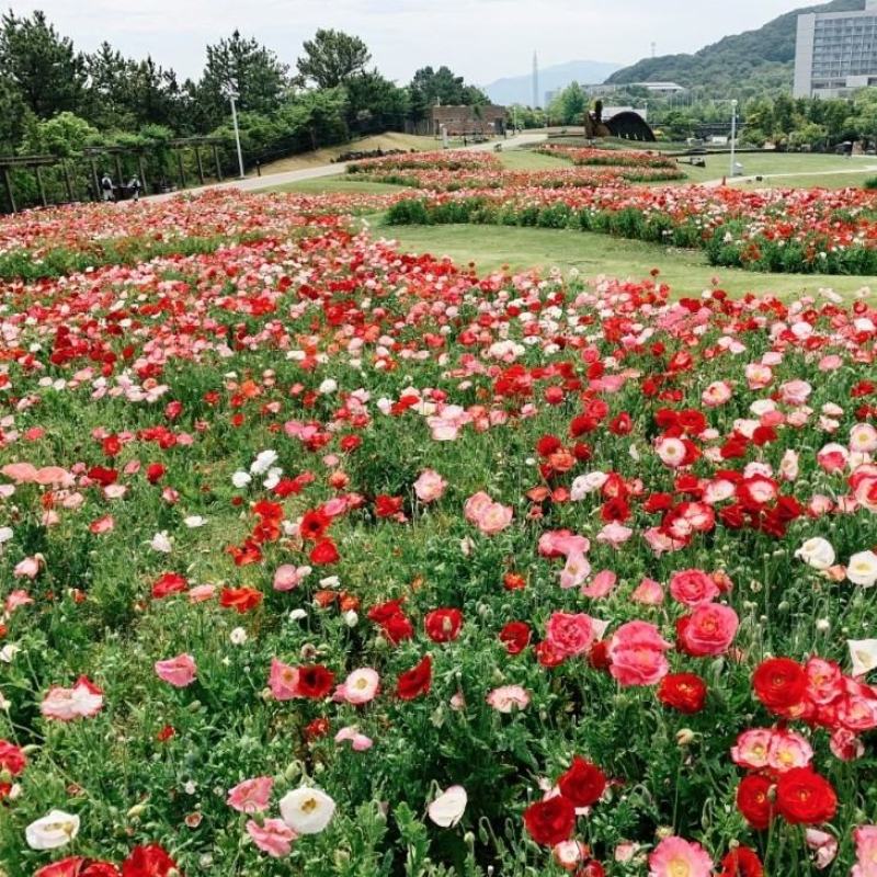 冰岛虞美人花种籽子冬季耐寒开花花种室外见土就活四季虞美人