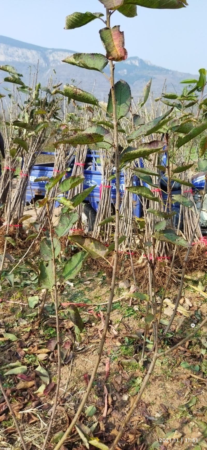 南方种植黄水晶车厘子大樱桃苗自花授粉品种