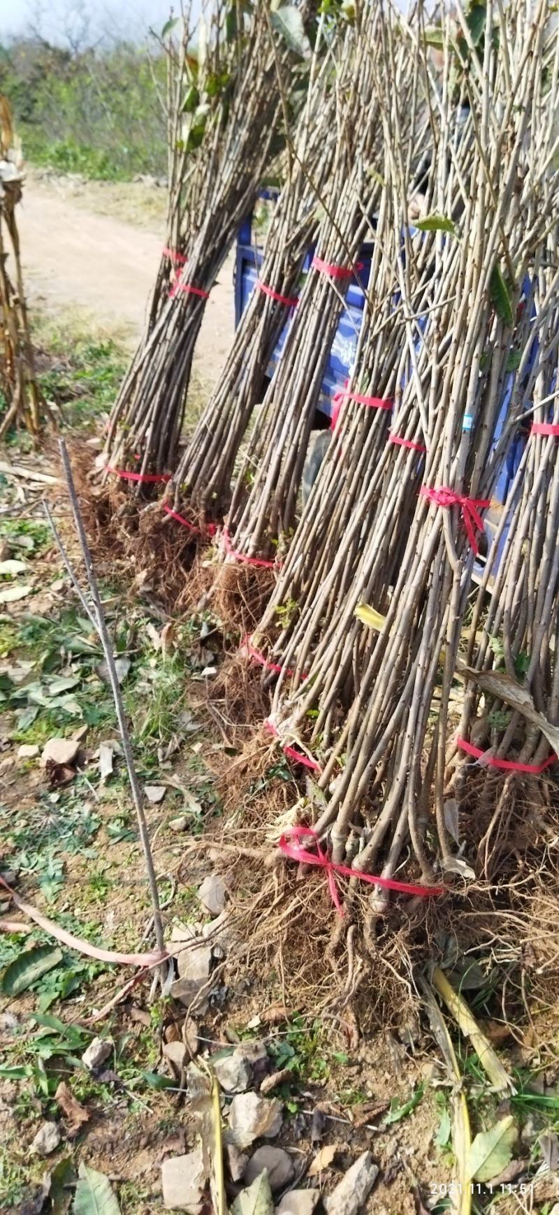 南方种植黄水晶车厘子大樱桃苗自花授粉品种