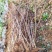 南方种植黄水晶车厘子大樱桃苗自花授粉品种