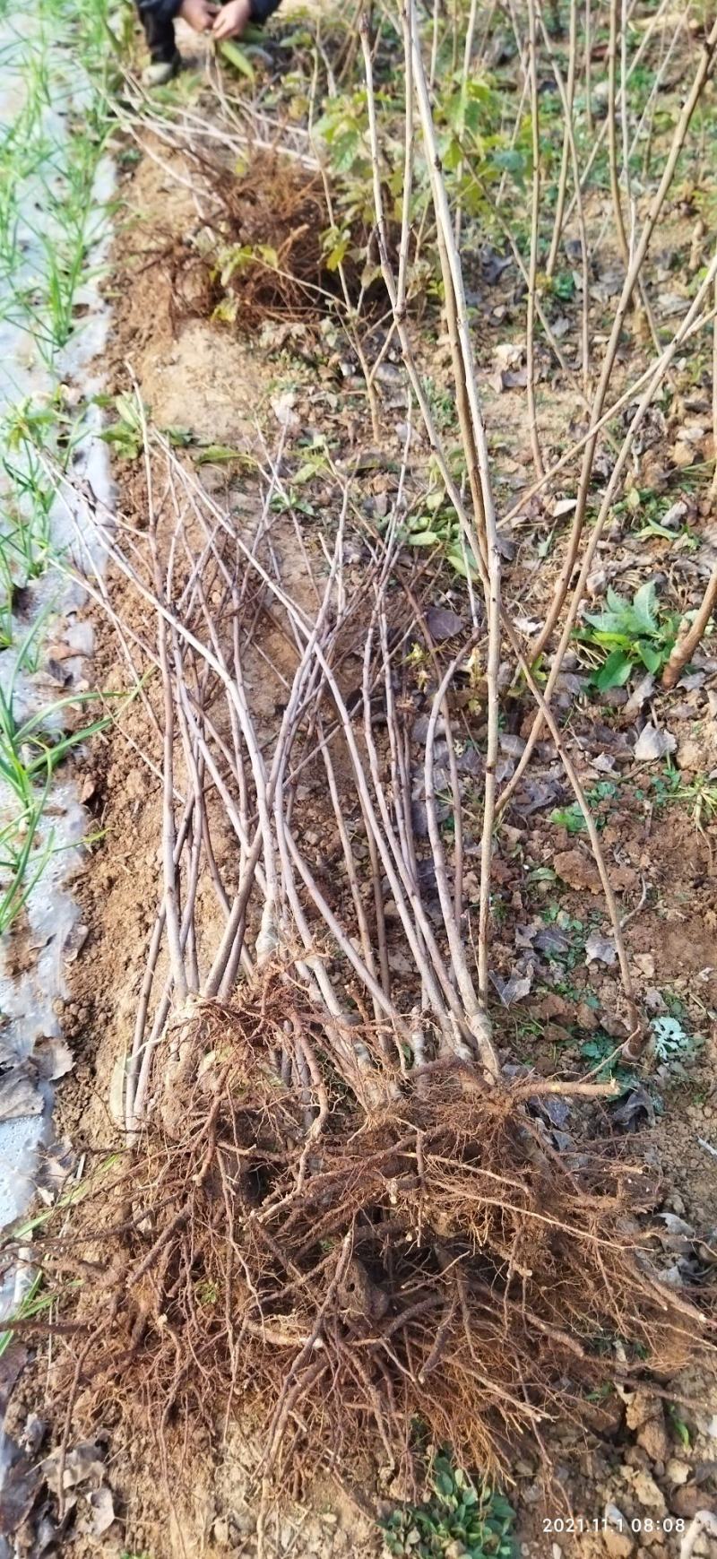 南方种植黄水晶车厘子大樱桃苗自花授粉品种