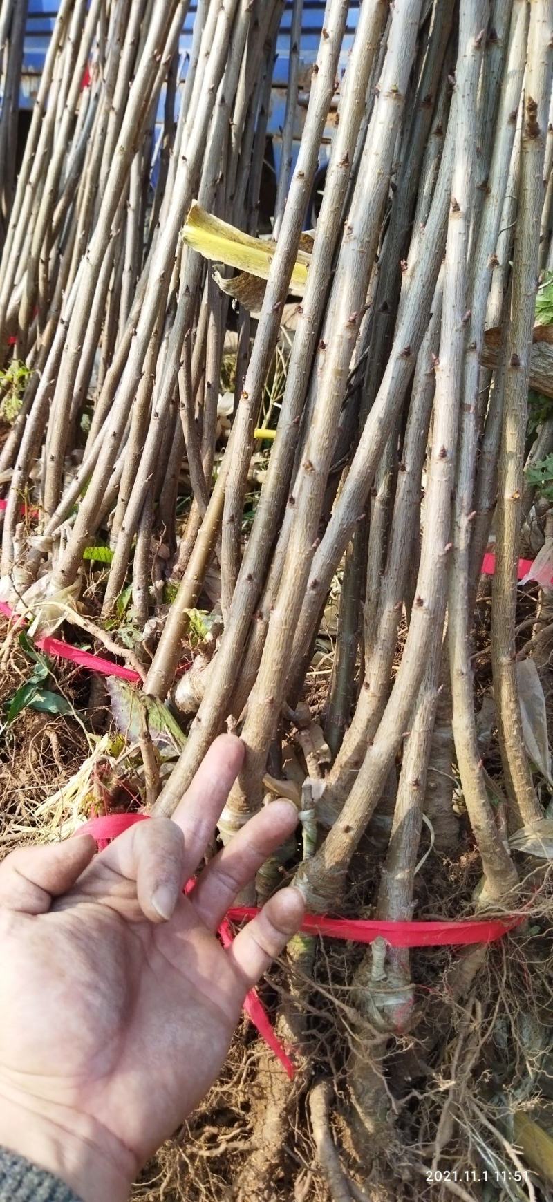 南方种植黄水晶车厘子大樱桃苗自花授粉品种